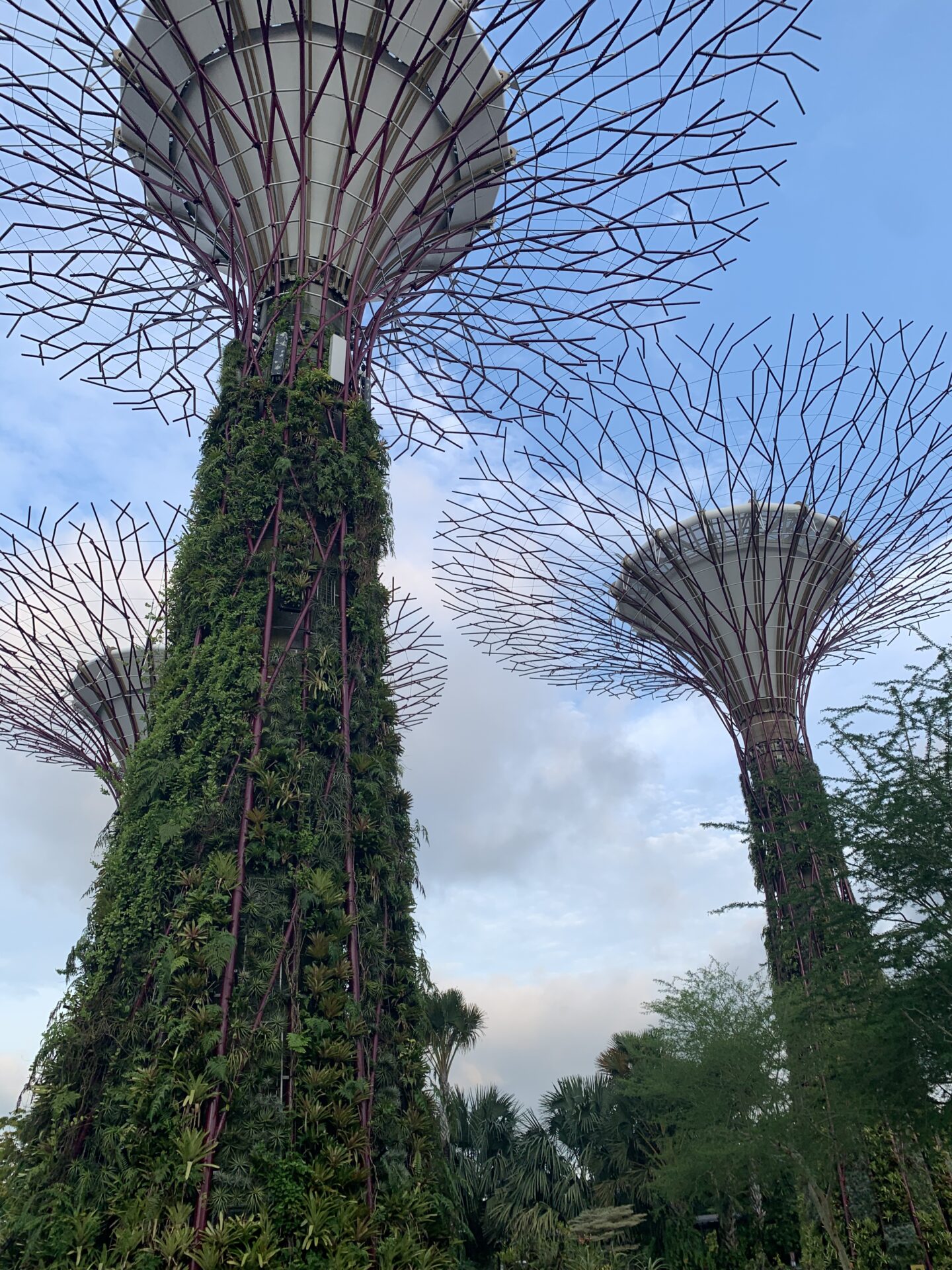 新加坡濱海灣花園超級樹叢的白天景觀