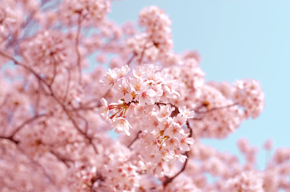 京都櫻花季婚紗場景