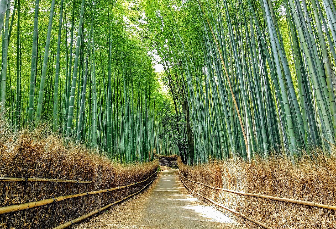 嵐山竹林，搭 JR 最直接