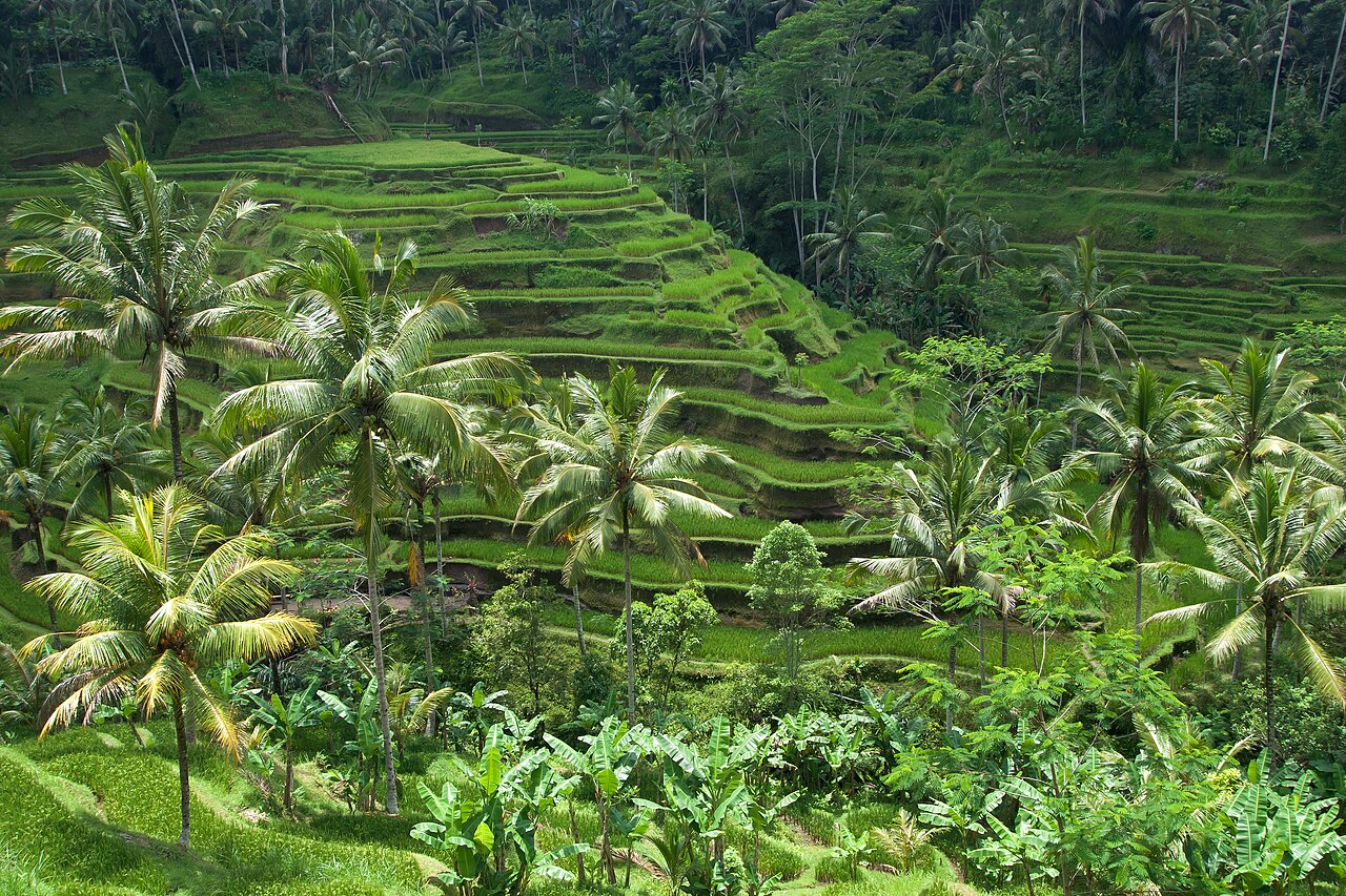 烏布德哥拉朗梯田,綠得像調過飽和度,是峇里島的山林靈魂(實景示意,非兩倫自攝)