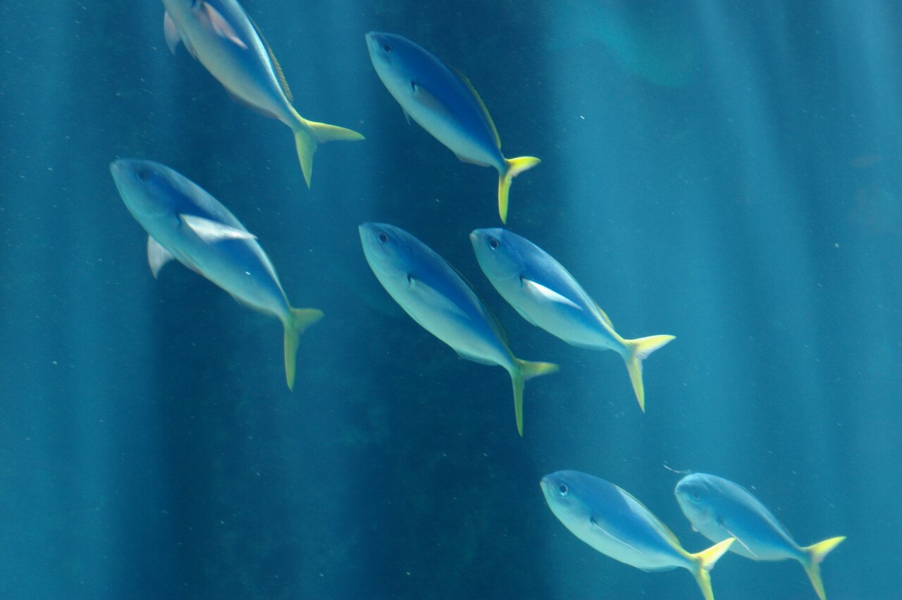 沖繩美麗海水族館的黑潮之海,鯨鯊從頭頂游過去那一刻,小孩會安靜整整三分鐘(情境圖)