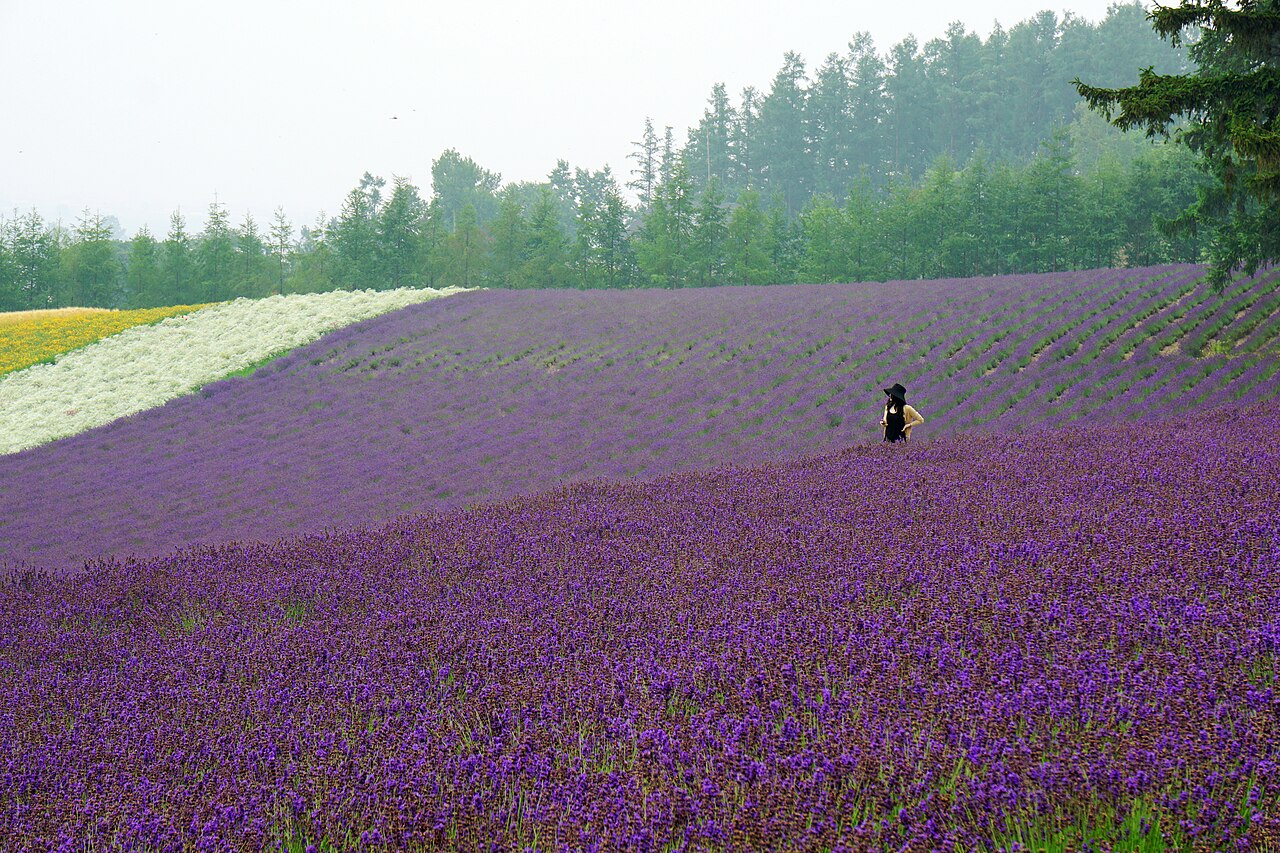 富良野・中富良野一帶的薰衣草花田，每年盛夏把丘陵染成紫色波浪（Wikimedia CC 實景）
