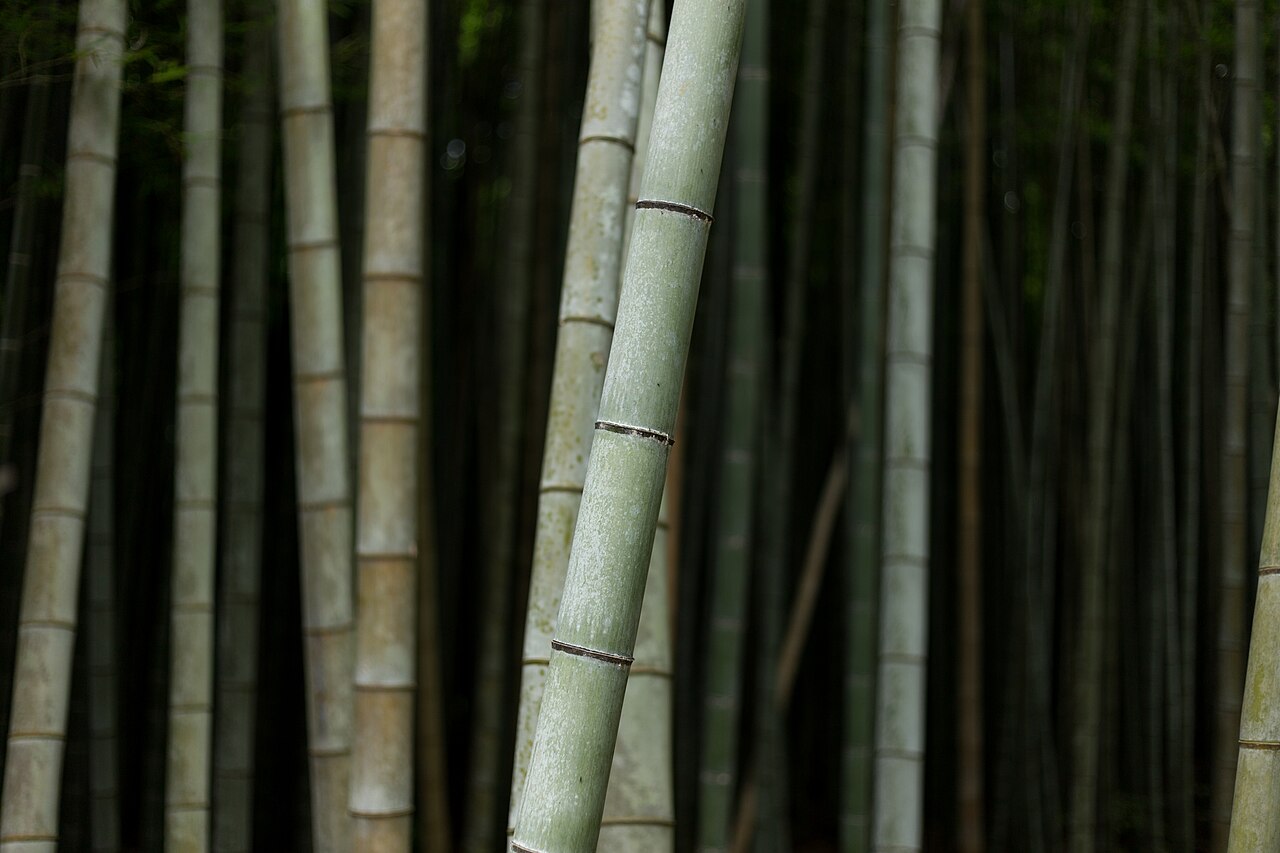 嵐山竹林小徑,陽光從竹葉間灑下,是 Day4 上午最療癒的散步