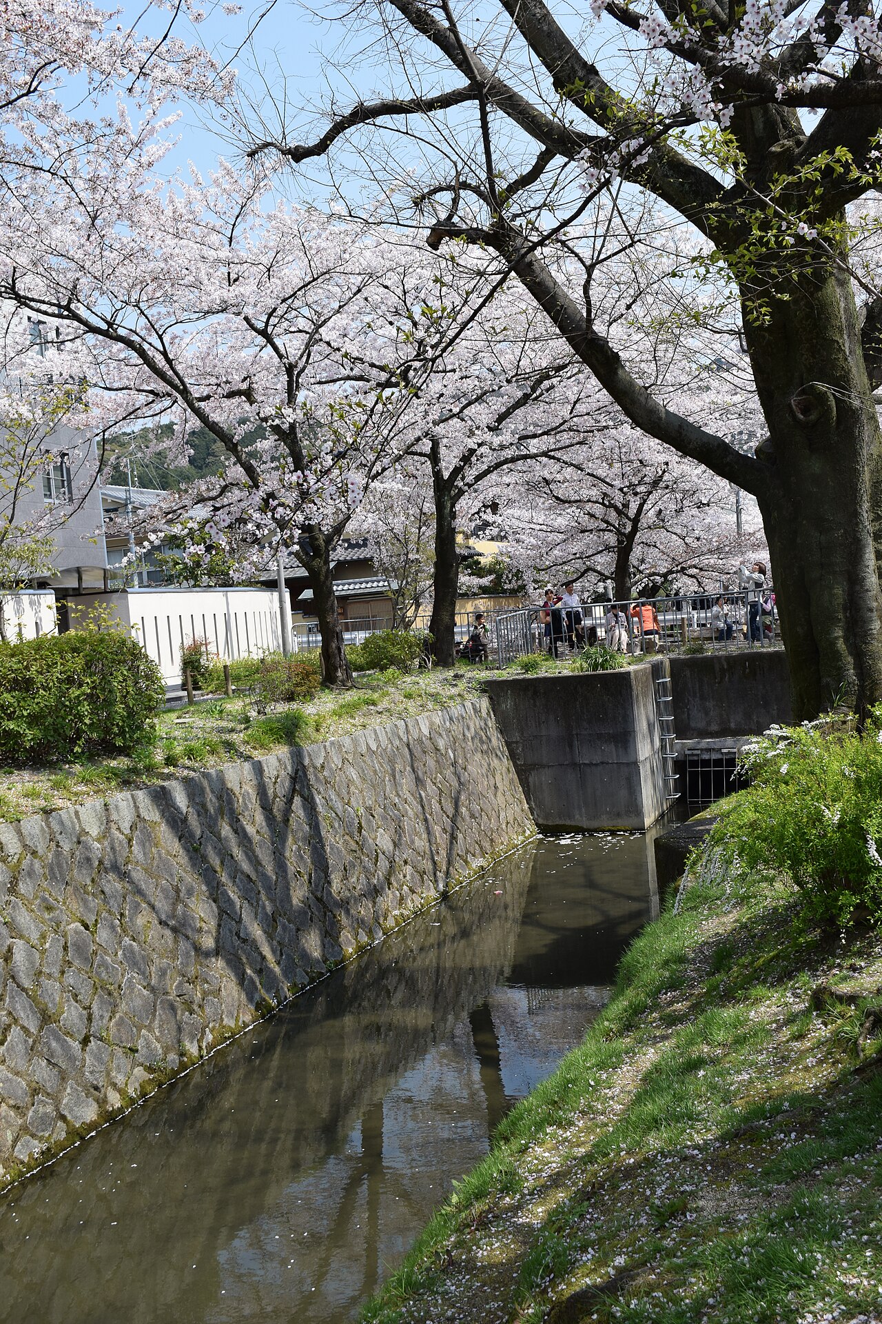 京都櫻花季