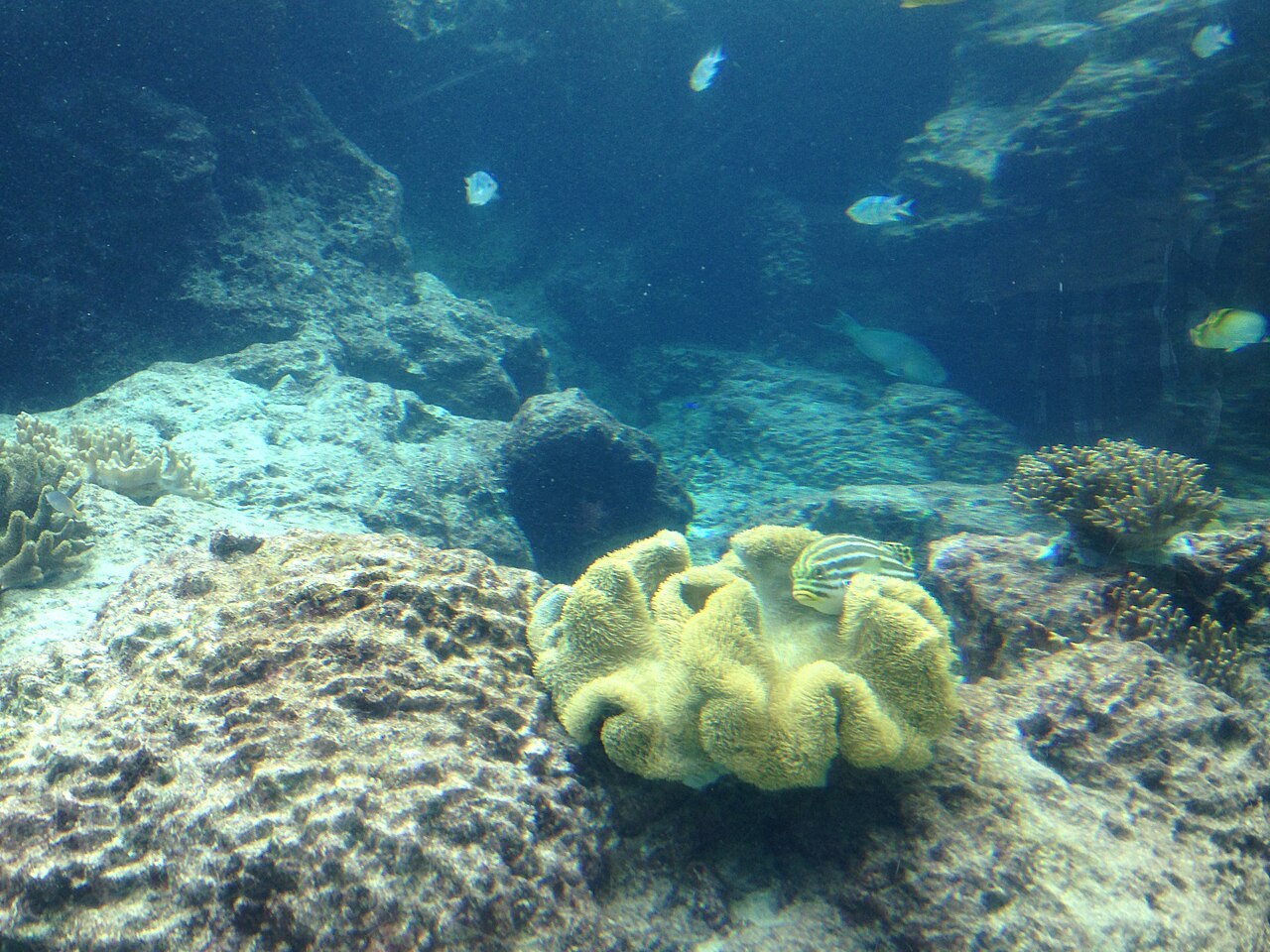 美麗海水族館離那霸開車約 2 小時、搭高速巴士要 2.5–3.5 小時——想深度玩北部,租車幾乎是唯一順的方式(示意圖,非本人拍攝)