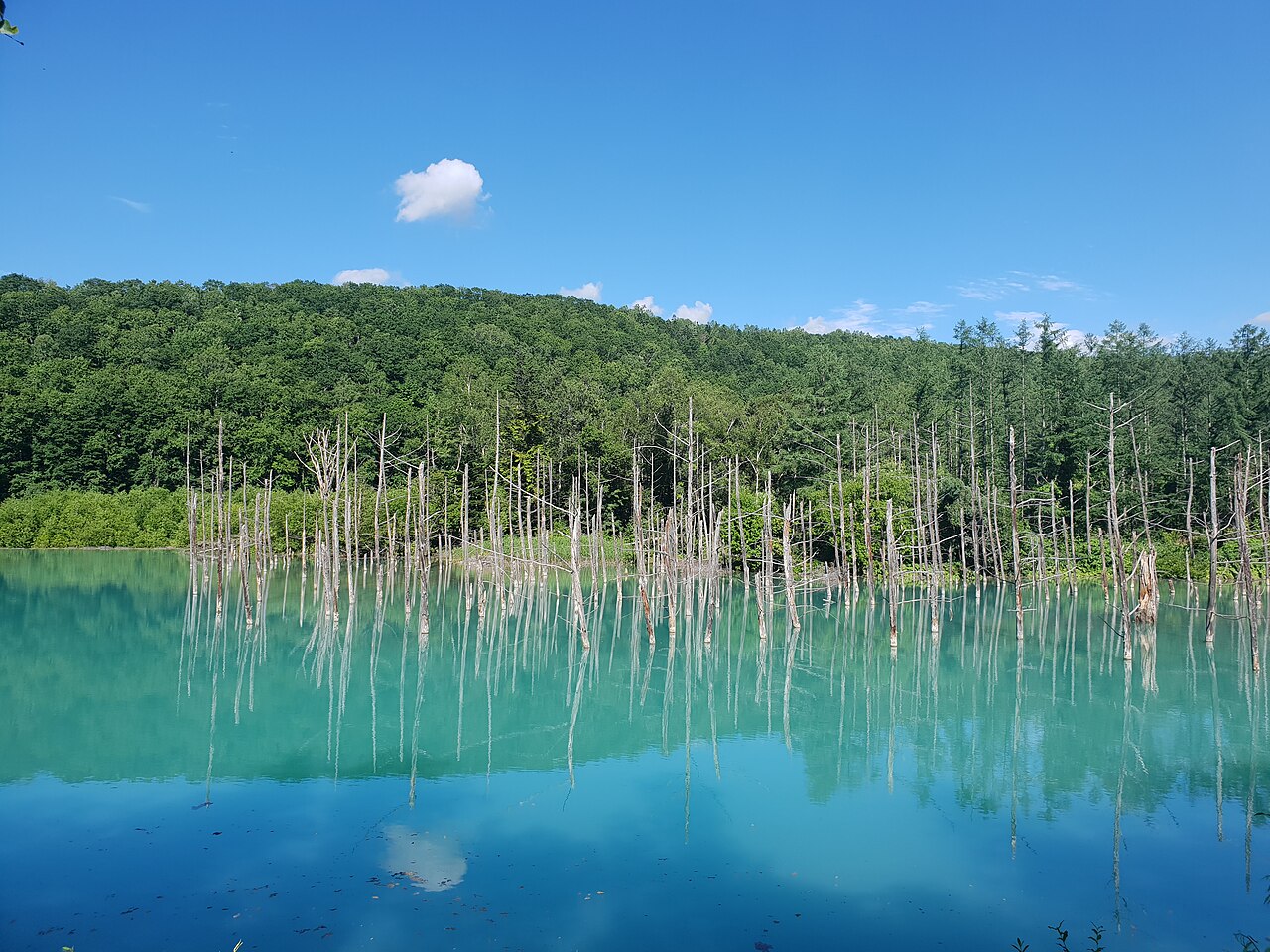 美瑛白金青池，湖水因含鋁成分在陽光下呈現夢幻的藍（Wikimedia CC 實景）