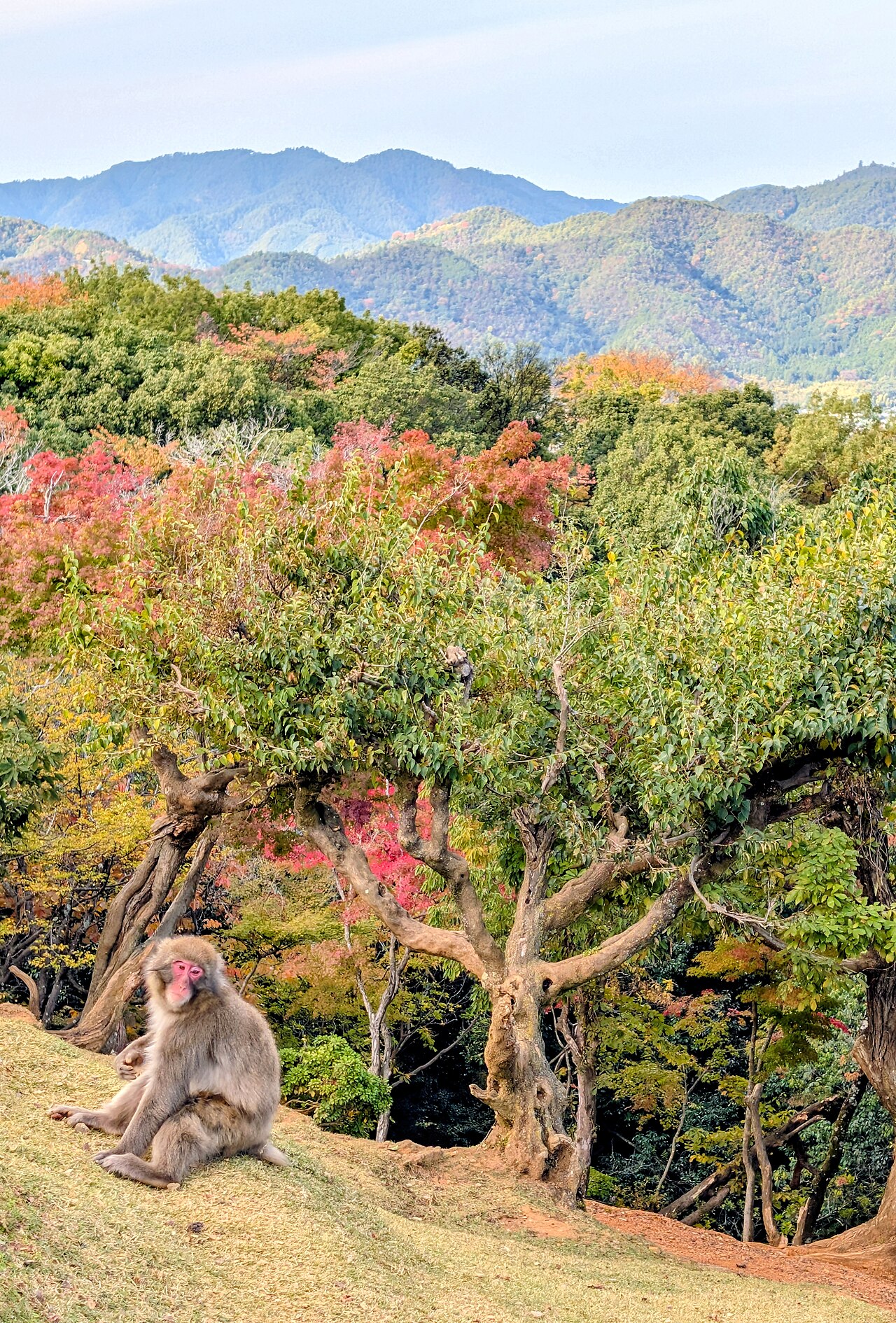 嵐山渡月橋兩岸山色,建議清晨第一站避開人潮。