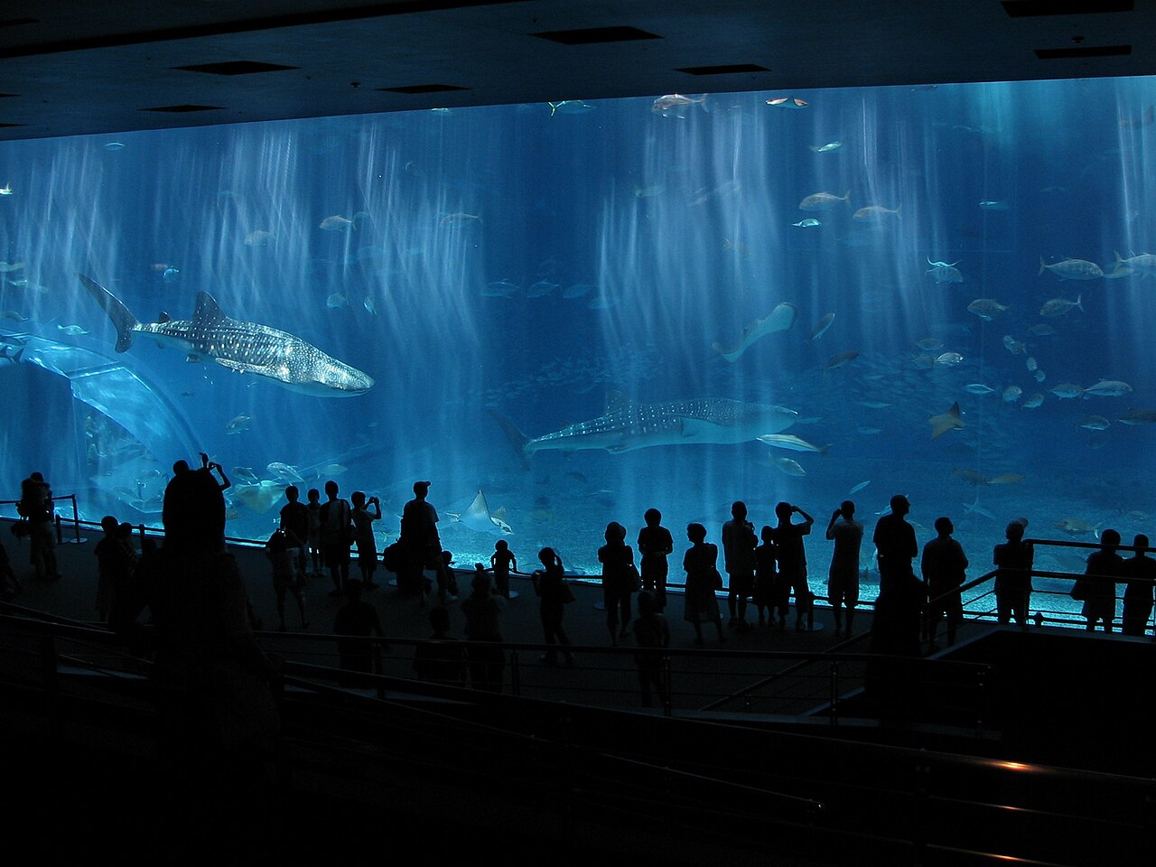 水族館這類全室內景點，是颱風天最好用的備案