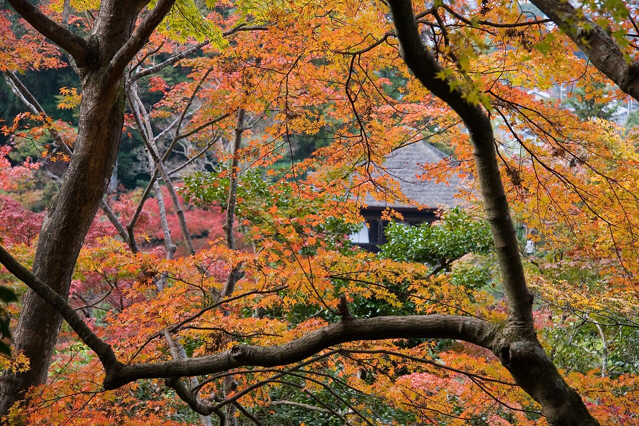 京都紅葉見頃 11 月中到 12 月初