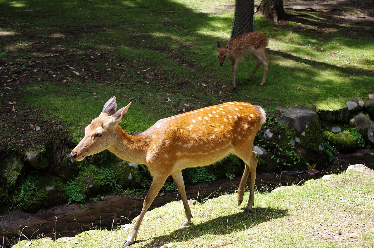 奈良公園的鹿多數時間就是這樣悠悠哉哉，直到你手上出現鹿餅