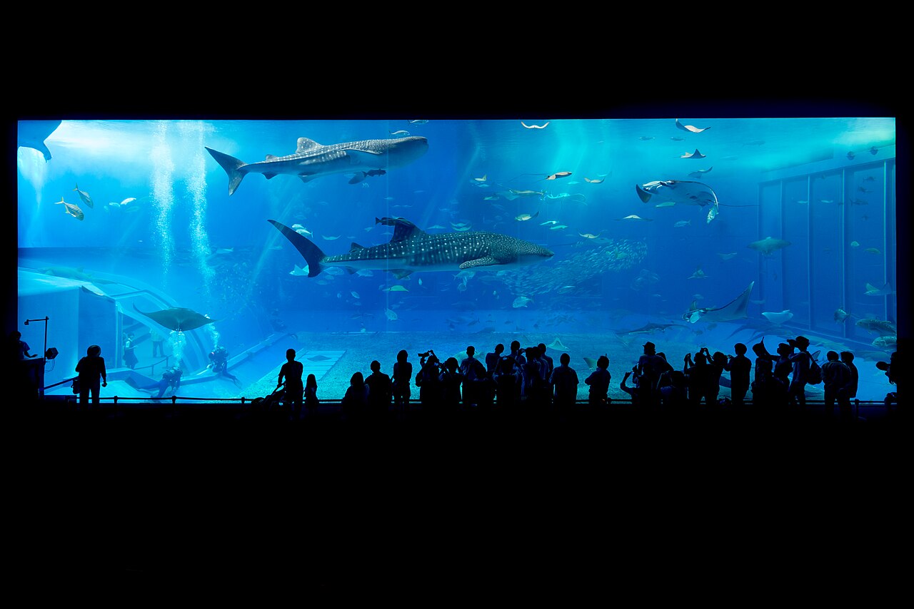 美麗海水族館黑潮之海大水槽與鯨鯊