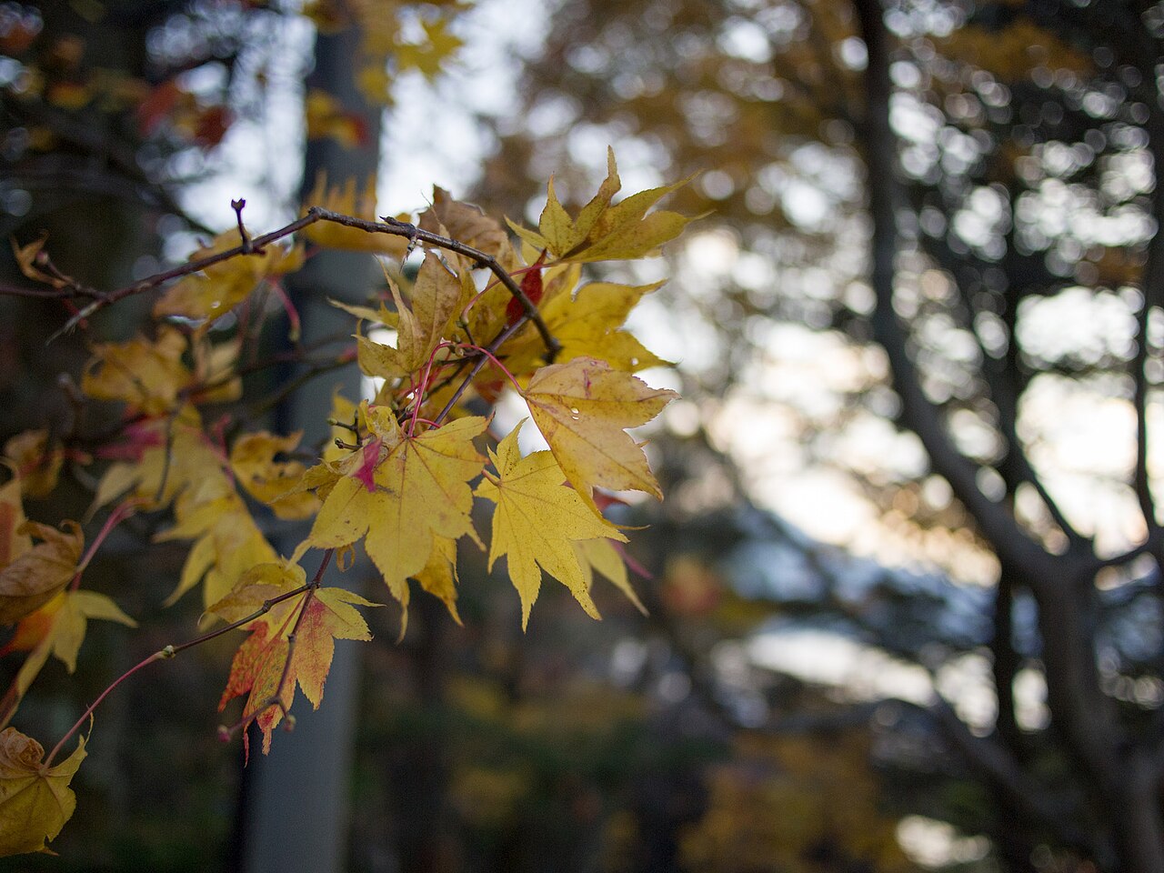 日光中禪寺湖一帶，常年 10 月中到下旬最漂亮，從東京當天來回排得進去