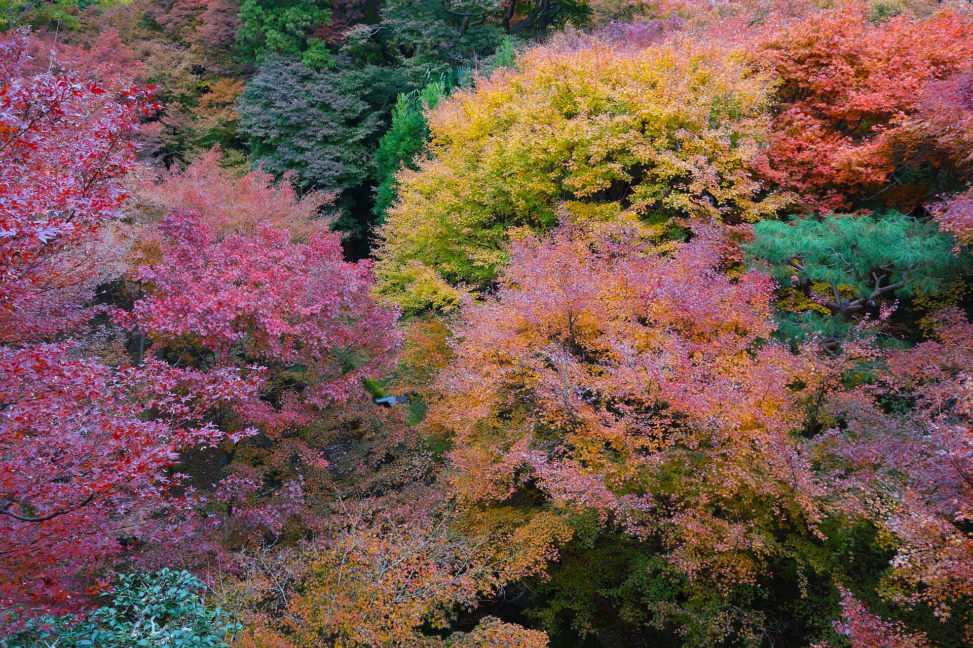 東福寺通天橋的紅葉,例年要到 11 月下旬才會紅成這樣