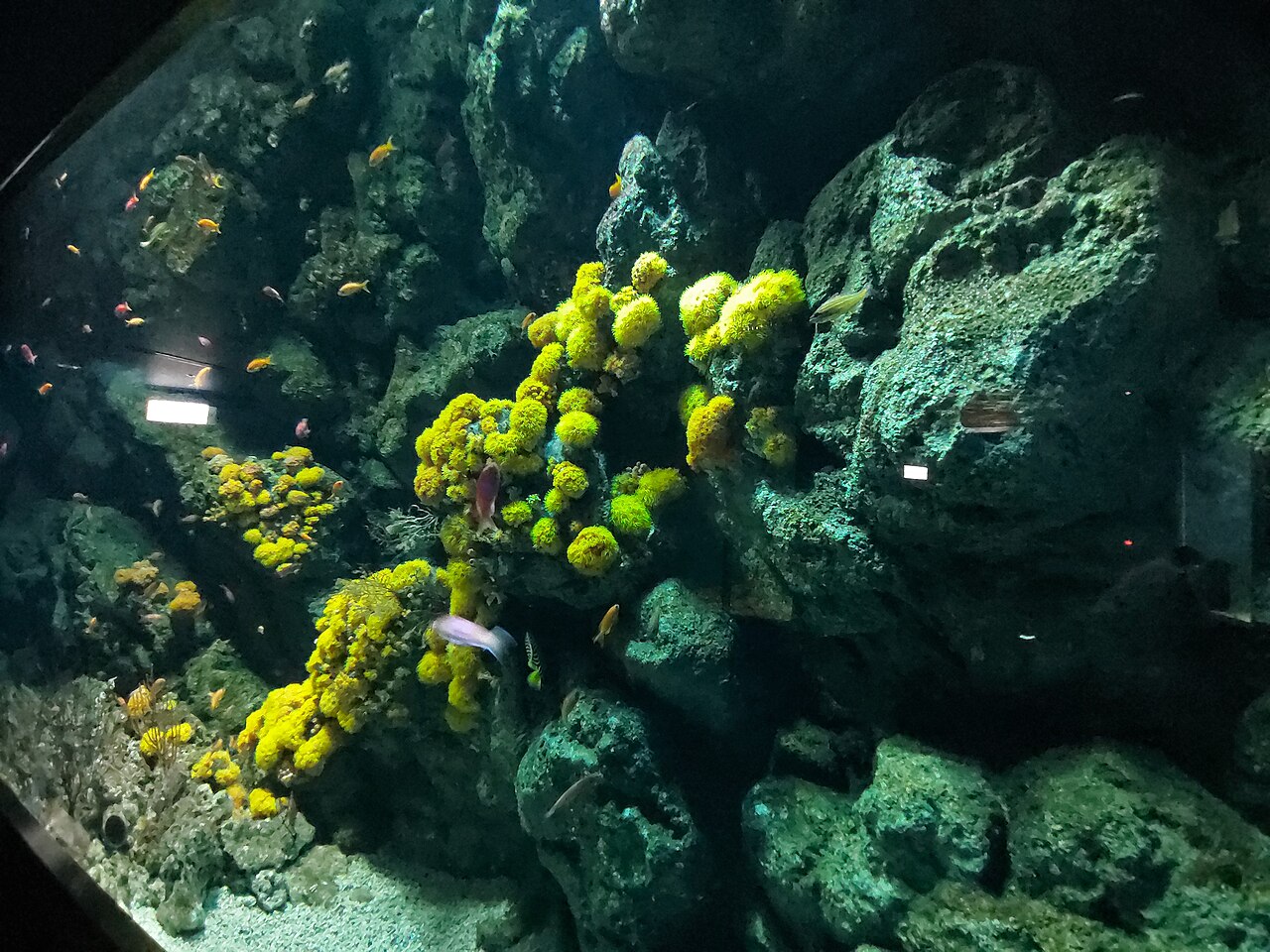 Xpark 水族館裡的珊瑚缸。從飯店 2 樓室內連通道走過去，大約 2 到 3 分鐘